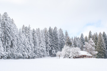 Old wooden farmhouse in a wide snowy landscape with pine forest 