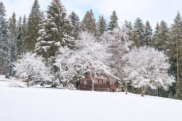 Old wooden farmhouse in trees in a snowy landscape