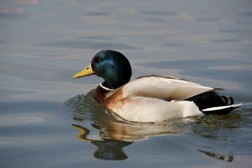 Male Mallard (Anas platyrhynchos) swimming in lake