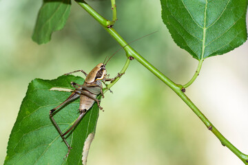 Greek Marbled Bush-Cricket (Eupholidoptera Megastyla) on a leaf