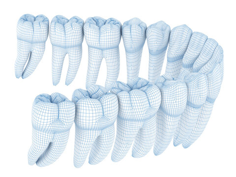 Morphology of mandibular human and teeth. Wire 3d model illustration