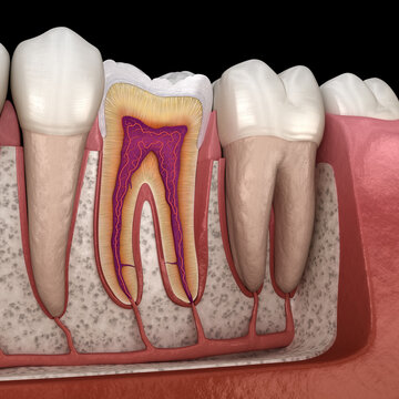 Molar anatomy in details. 3D illustration of human teeth