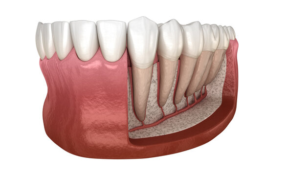 Dental Root anatomy of mandibular human gum and teeth, x-ray view. Medically accurate tooth 3D illustration