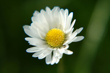 Fototapeta premium Beautiful Daisy flower blooming in the park