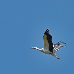 White Stork (Ciconia ciconia) in flight.