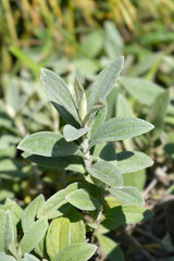 Everlasting Summer Snow