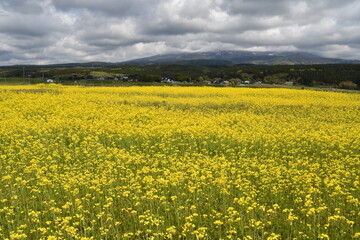 Fototapeta premium 菜の花畑・象潟