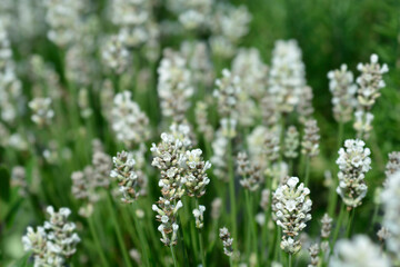 Common lavender