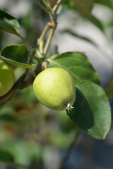 Golden Delicious apple