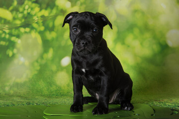 Black female American Staffordshire Bull Terrier dog or AmStaff puppy on green background