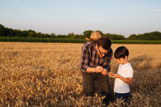 father and son examine wheat crop in field