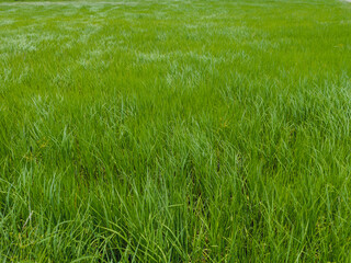 Green fields The wind blows the leaves of the rice plant in Thailand