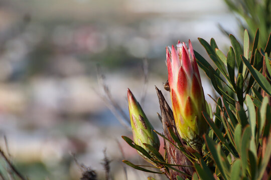 Close-up of pink and yellowish Sugarbush Protea flower buds on a hillside, Protea repens, indigenous South African fynbos