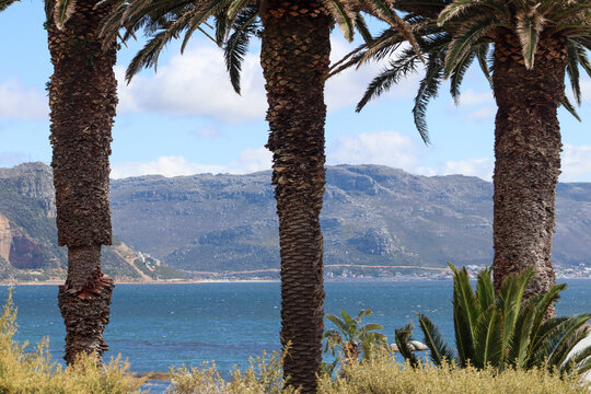 Scenic coastal view of False Bay and distant mountains framed by palm trees at Boulders Beach, Simonstown, South Africa