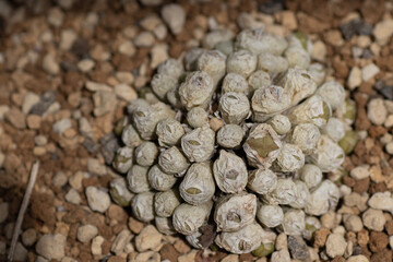 close up of pine cone