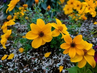 yellow flowers