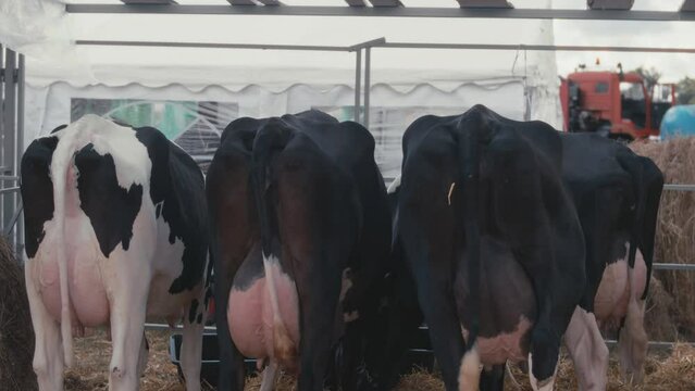 Rear view of four milked cows standing in a row on farm cowshed and eating hay. Domestic animal in agriculture and farming countryside industry