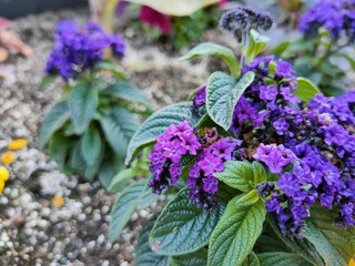flowers in the garden