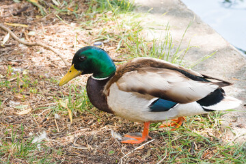 Obraz premium Birds and animals in wildlife concept. Mallard at the edge of a pond. Male wild duck standing in green grass. Colorful mallard drake near the lake