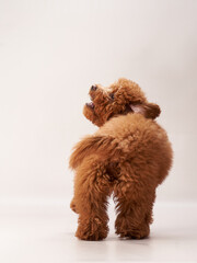 red maltipoo on a beige background. curly dog in photo studio. Maltese, poodle