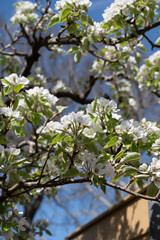 Spring white blossom of pear tree, garden with fruit trees in Betuwe, Netherlands