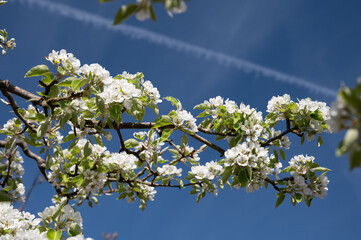 Spring white blossom of pear tree, garden with fruit trees in Betuwe, Netherlands