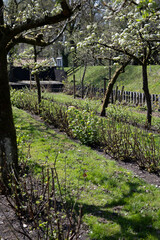 Fototapeta premium Spring white blossom of pear tree, garden with fruit trees in Betuwe, Netherlands