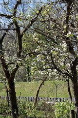 Fototapeta na wymiar Spring white blossom of pear tree, garden with fruit trees in Betuwe, Netherlands