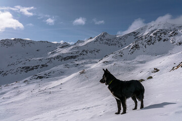 Dog watching winter alps horizon