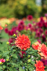 Red  vivid  dahlia flowers growing outdoors in sunny day in autumn time in botanical park, floriculture concept 