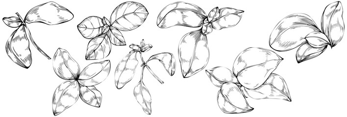 Fototapeta premium Basil vector isolated. Herbal engraved style illustration. Detailed organic product sketch. The best for design logo, menu, label, icon, stamp.