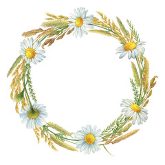 Round frame, template, wreath with dried meadow spikelets, field dry herbs and white chamomile flowers (Matricaria chamomilla, kamilla, daisy). Watercolor hand drawn painting illustration, isolated