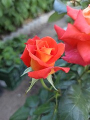 red rose in garden