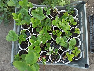 strawberry seedlings in a glass