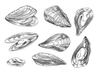 Mussels set in hand drawn sketch style, vector illustration isolated on white background.