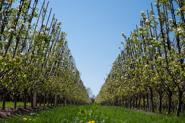 Spring white blossom of pear tree, fruit orchards in Betuwe, Netherlands