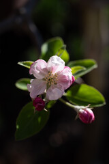 Fototapeta na wymiar Spring blossom of apple tree, orchards with pink apple fruit flowers