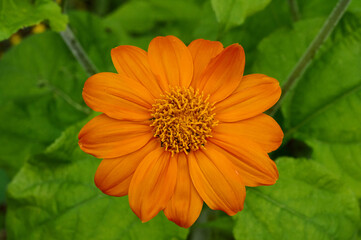 Natur | Mexikanische Sonnenblume