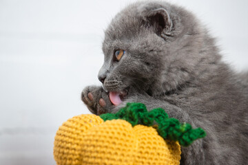 The cat licks its paw leaning on a knitted pumpkin