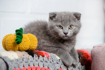 The cat looks straight, a small pumpkin is knitted near it