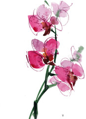 Obraz na płótnie Canvas pink orchid on transparent background, watercolor purple orchid, watercolor flowers on transparent