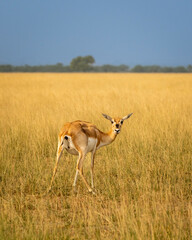 wild female blackbuck or antilope cervicapra or indian antelope turn over with eye contact in natural scenic grassland landscape background at forest of india asia