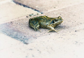 ein Frosch auf dem Gehweg