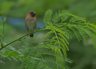 Morning sparrow in the rain and green fresh is very good day for life.