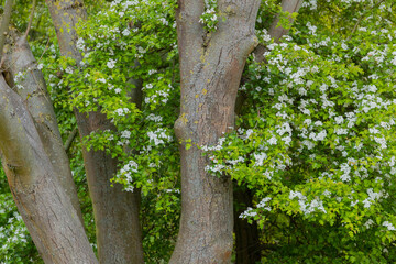 Frühlingsblüten an einem Baum