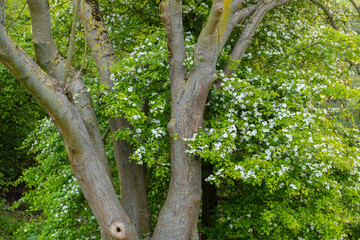 Frühlingsblüten an einem Baum