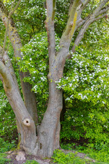 Fototapeta premium Frühlingsblüten an einem Baum