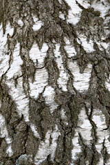 Obraz premium Raue Birkenrinde