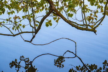 Zweige spiegeln sich auf Wasseroberfläche