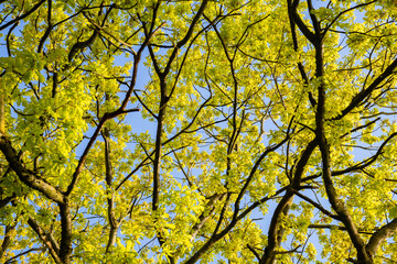 Blick in eine Buchenkrone